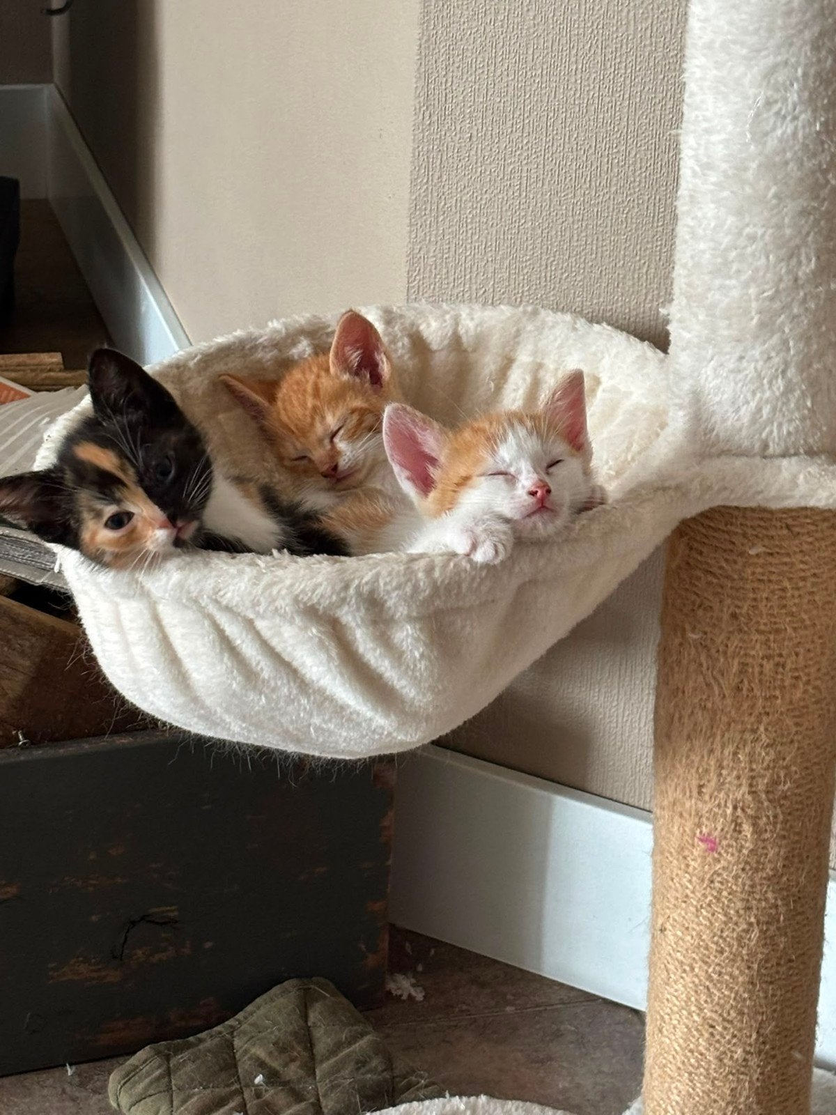 3 kittens 1 meisje 2 jongens, Dieren en Toebehoren, Meerdere dieren, Kortharig, 0 tot 2 jaar