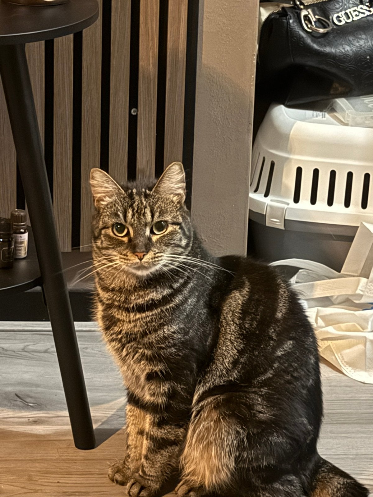 Lieve kater zoekt goed thuis!, Kater