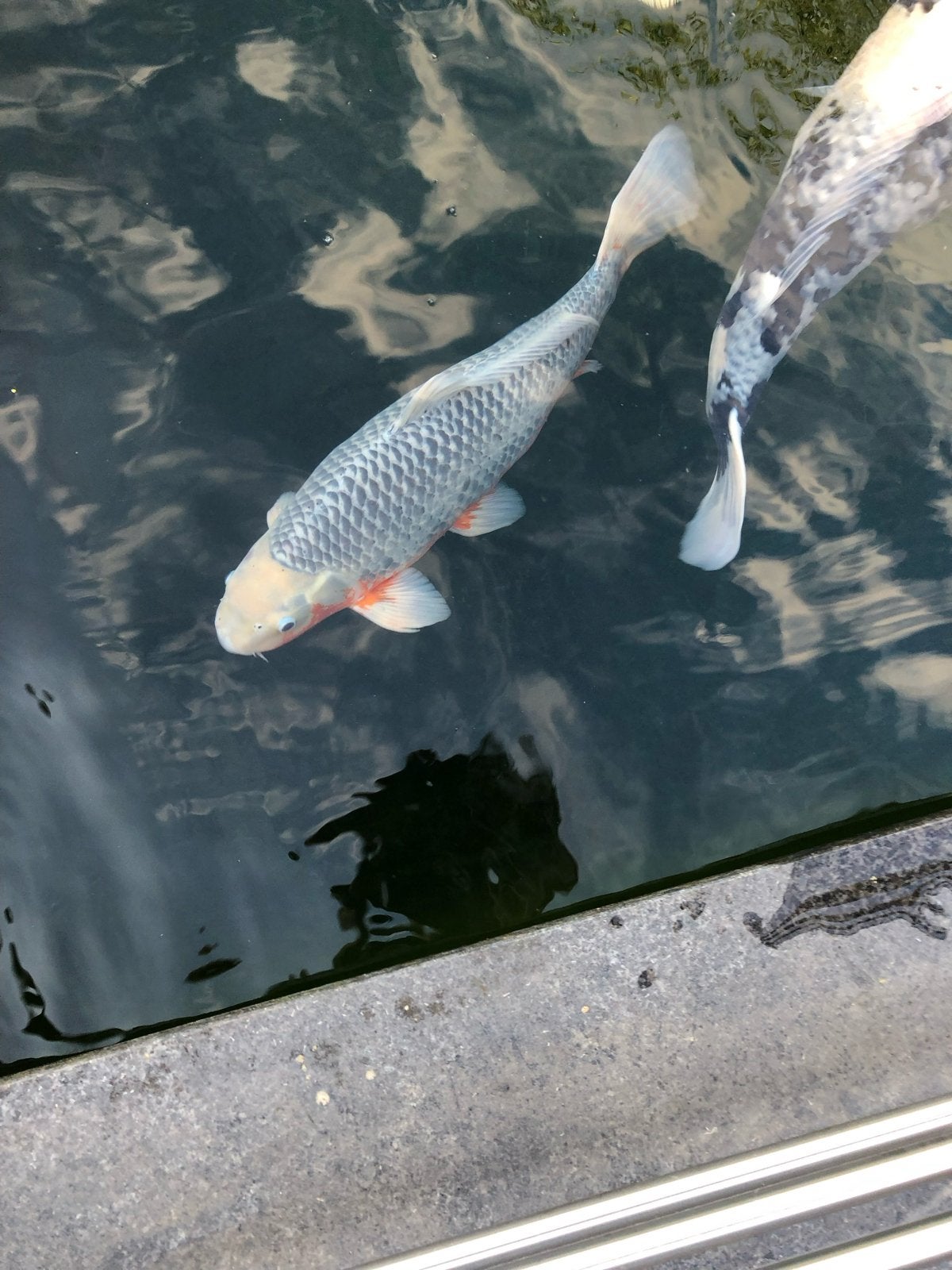 Asagikoi Kweker Hosokai, Karper of Koi