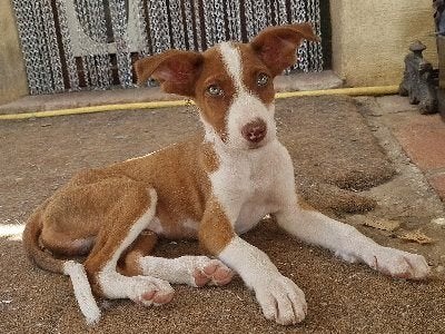 ACE: Indigo is een knappe kaneelbruine kornuit!, Dieren en Toebehoren, Honden | Niet-rashonden, Particulier, Reu, 8 tot 15 weken