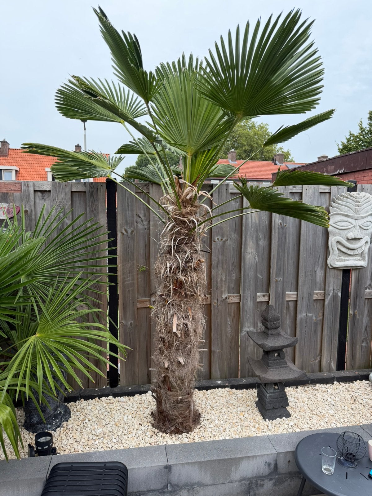 3x trachycarpus, Tuin en Terras, 100 tot 250 cm, Zomer, Palmboom, Ophalen