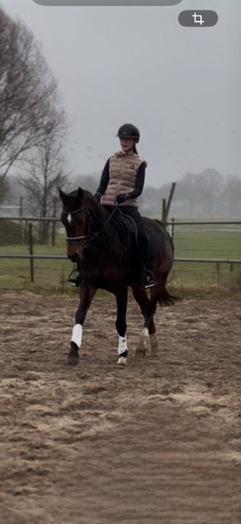 Verzorg/ lease paard gezocht/ bijrijder aangeboden, Ophalen of Verzenden, Nieuw