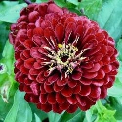 Zaden Zinnia elegans Meteor, Ophalen of Verzenden, Volle zon