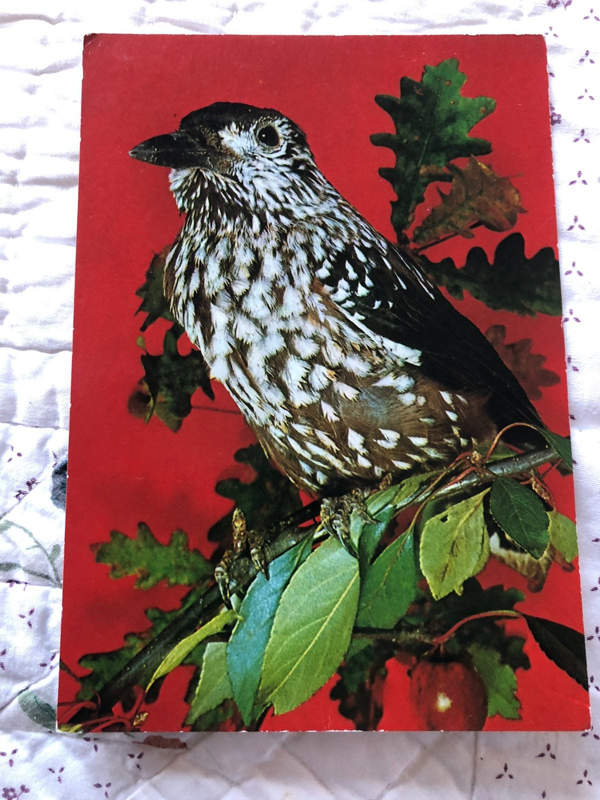 Notekraker, vogel, Ophalen of Verzenden, 1960 tot 1980, Vogel