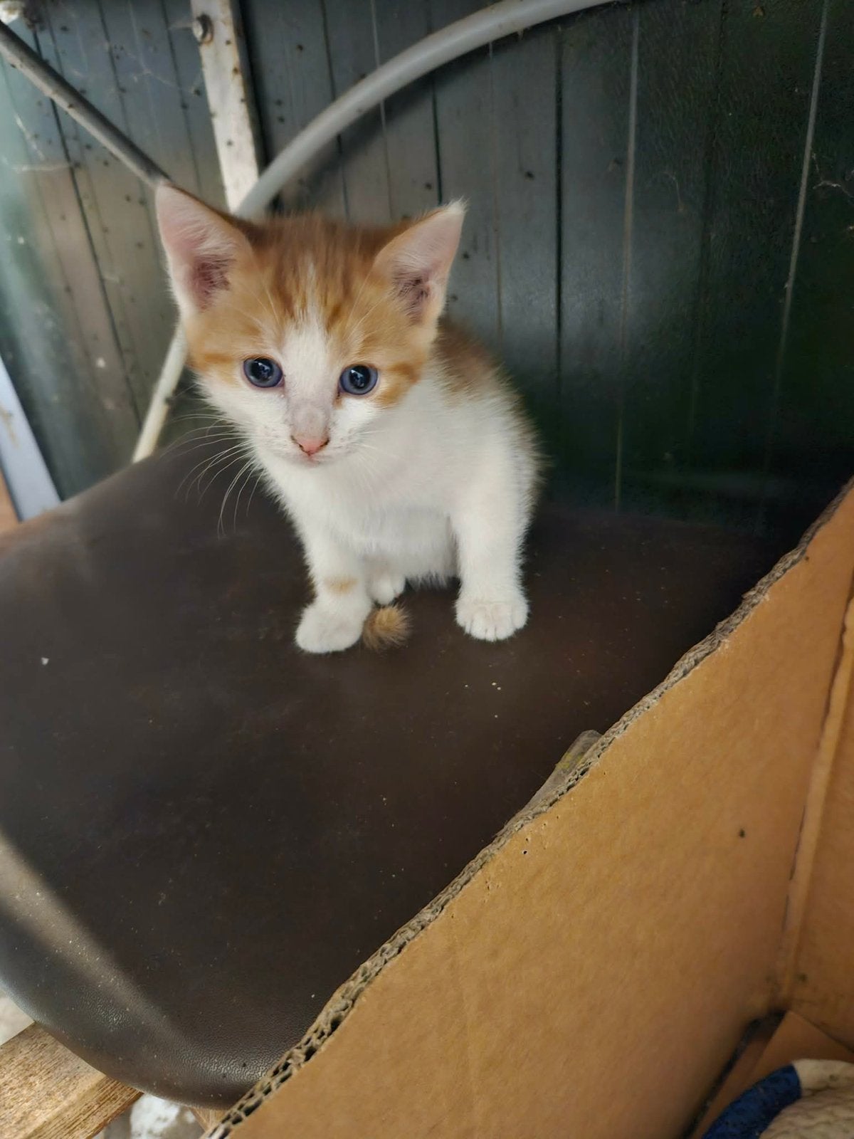 Boerderij Kittens, Meerdere dieren