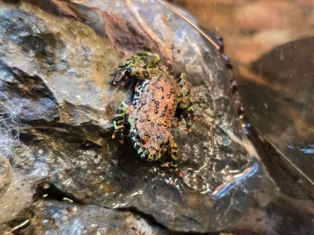 vuurbuikpadden (bombina orientalis), Dieren en Toebehoren, Reptielen en Amfibieën, Amfibie, 0 tot 2 jaar