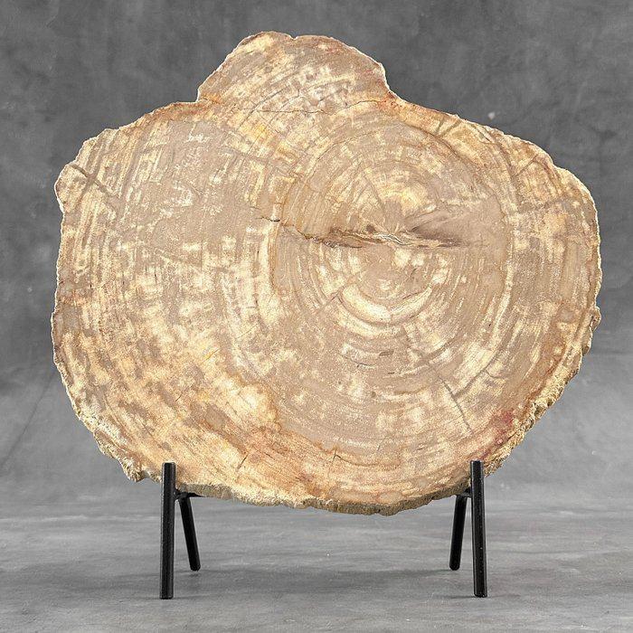 Versteend hout op standaard, Overige stijlen, Ophalen of Verzenden, Zo goed als nieuw, Beige