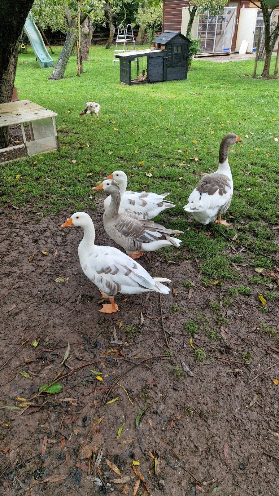 boerenganzen, Dieren en Toebehoren, Meerdere dieren, Gans of Zwaan
