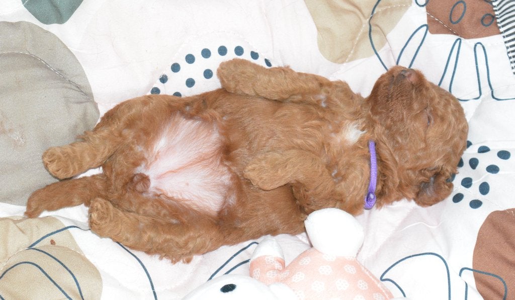 Te koop Toy Poedel pups met FCI stamboom, Dieren en Toebehoren, Poedel, Parvo, 8 tot 15 weken, Meerdere