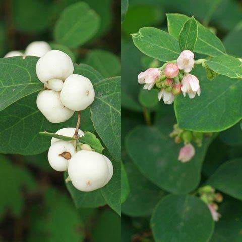 Symphoricarpus albus, Ophalen, Overige soorten, Struik, Minder dan 100 cm