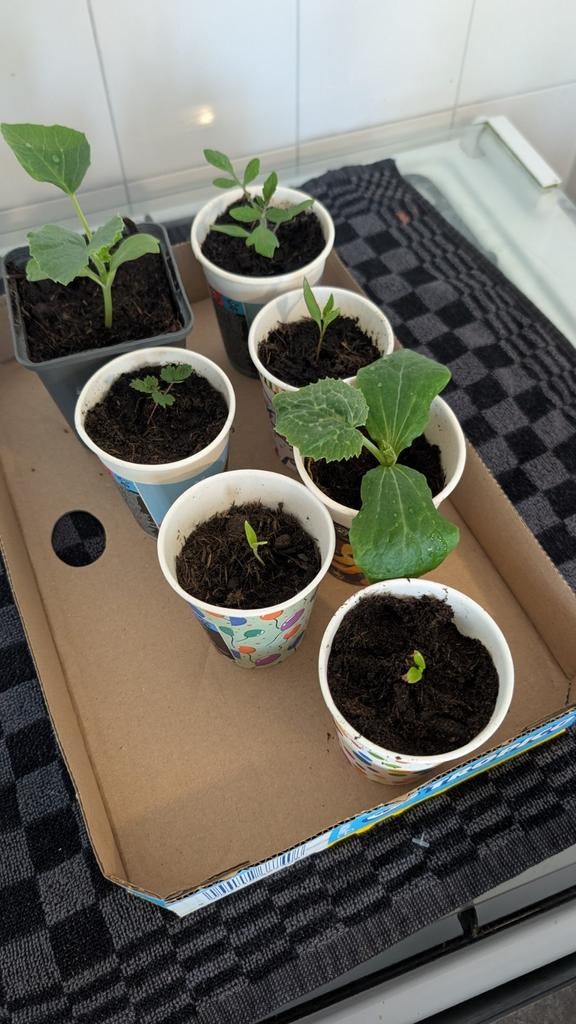 Diverse jonge plantjes voor uw tuin of moestuin, Ophalen of Verzenden, Voorjaar, Volle zon, Zaad
