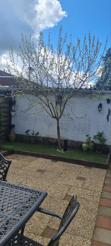 Mooie  moerbij  boom (Morus Alba)   voor in de tuin, Tuin en Terras, Planten | Bomen, Volle zon, Lente, 250 tot 400 cm, Overige soorten
