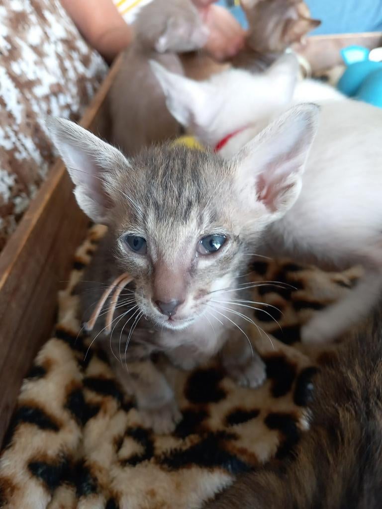 Oosterse Korthaar kittens, Dieren en Toebehoren, Meerdere dieren, Ontwormd