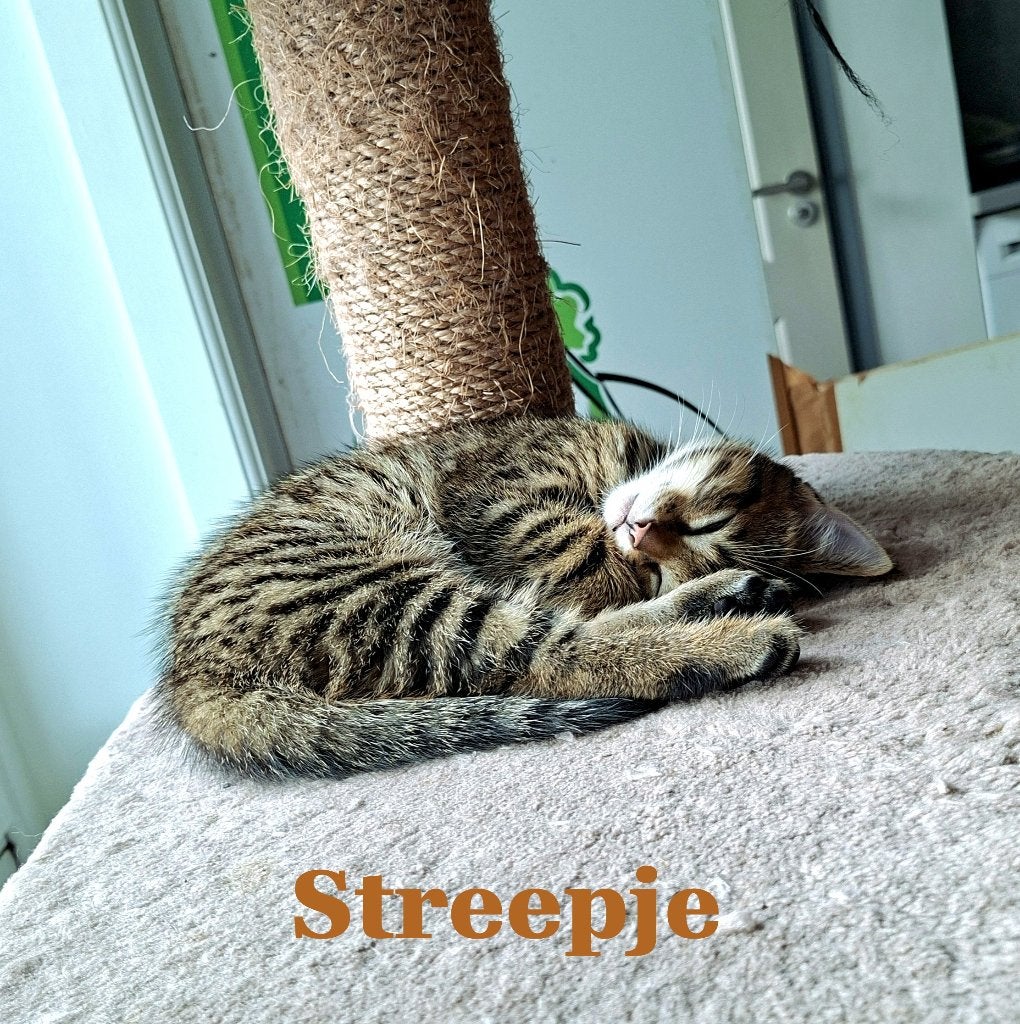 kittens / jonge poesjes katjes, Dieren en Toebehoren, Poes, Ontwormd