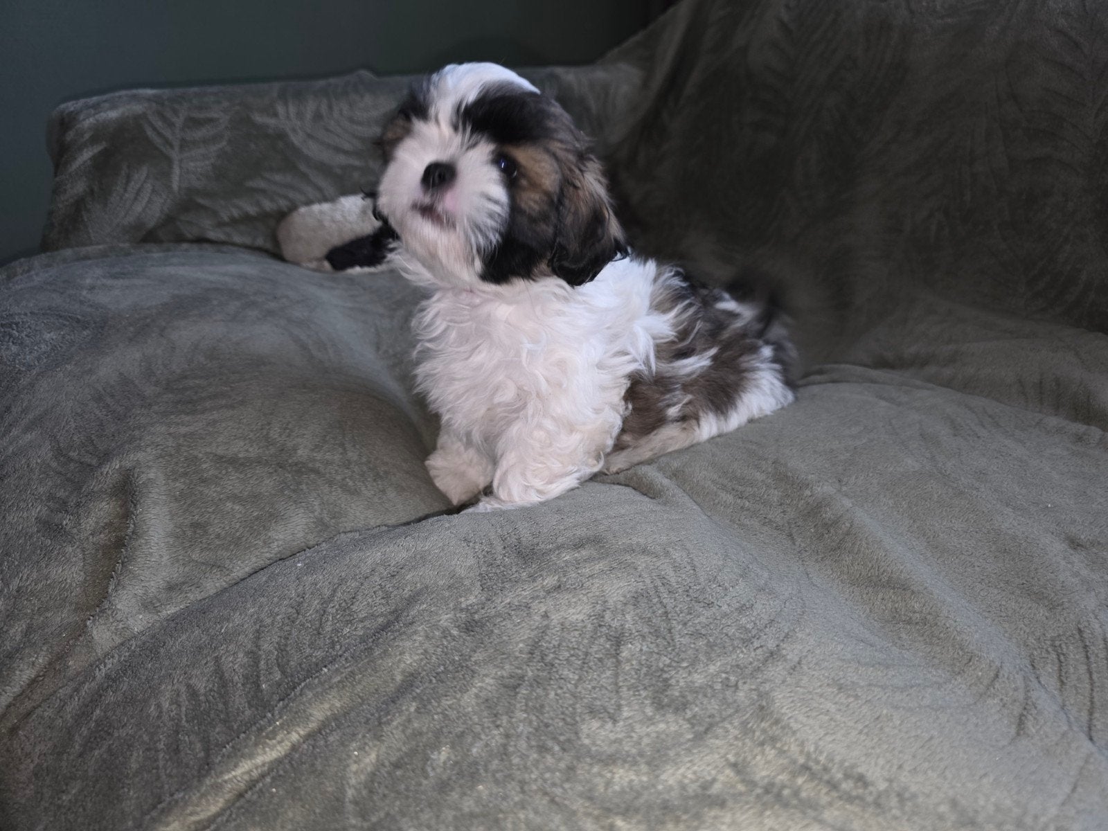 Boomer pups, Dieren en Toebehoren, Parvo, Overige rassen, 8 tot 15 weken, Meerdere