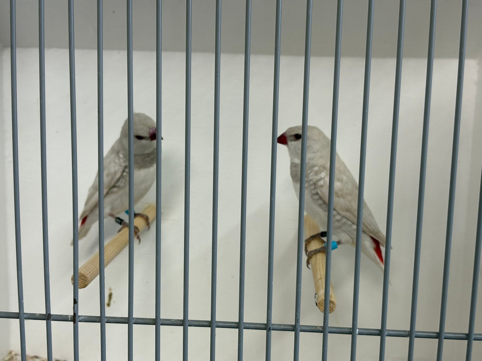 Diamantvink mutaties, Meerdere dieren, Geringd