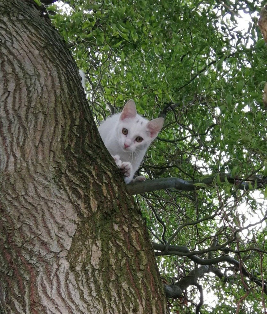 Lief katertje, Kater, Kortharig, 0 tot 2 jaar