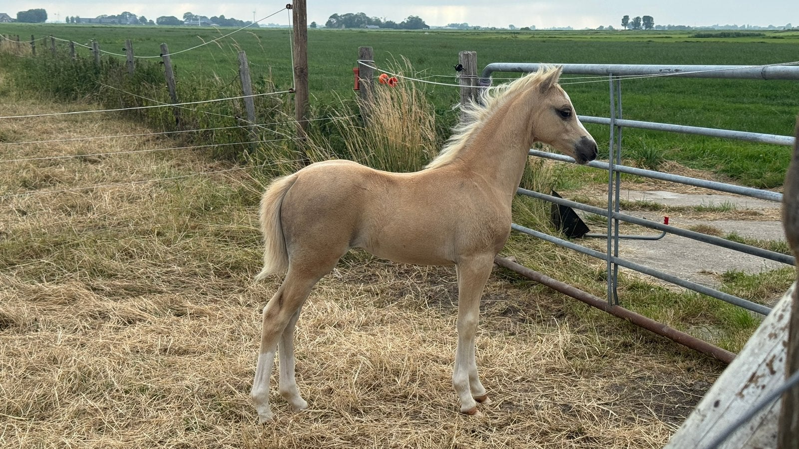 Mooie Appaloosa merrie pony met bloedmooi veulen palomino, Dieren en Toebehoren, Zadelmak, 3 tot 6 jaar, B pony (1.17m tot 1.27m)