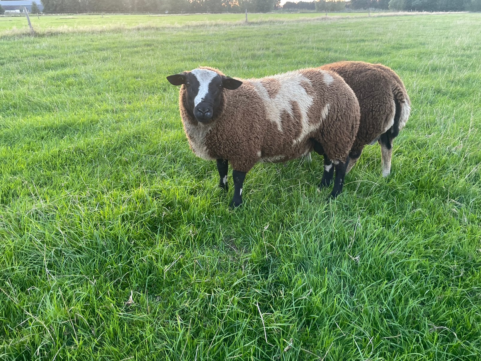 Bonte dekrammen, Dieren en Toebehoren, Mannelijk, Schaap
