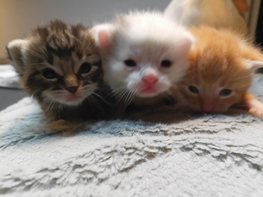 Lieve kittens te koop, Dieren en Toebehoren, Katten en Kittens | Overige Katten, Meerdere dieren