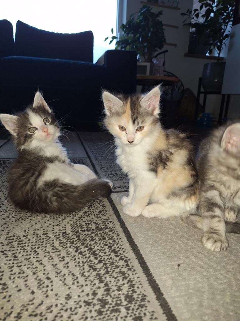 Maine Coon kittens, Dieren en Toebehoren, Katten en Kittens | Raskatten | Langhaar, Meerdere dieren, Ontwormd