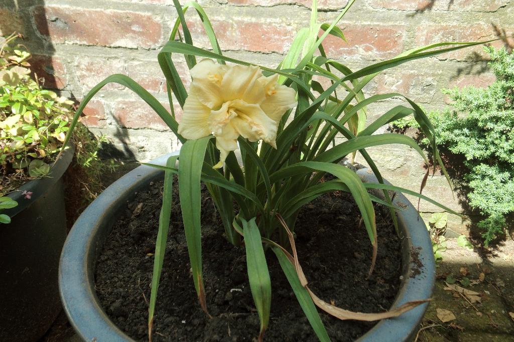 Hemerocallis Schnickel Fritz, Vaste plant, Halfschaduw, Zomer, Ophalen