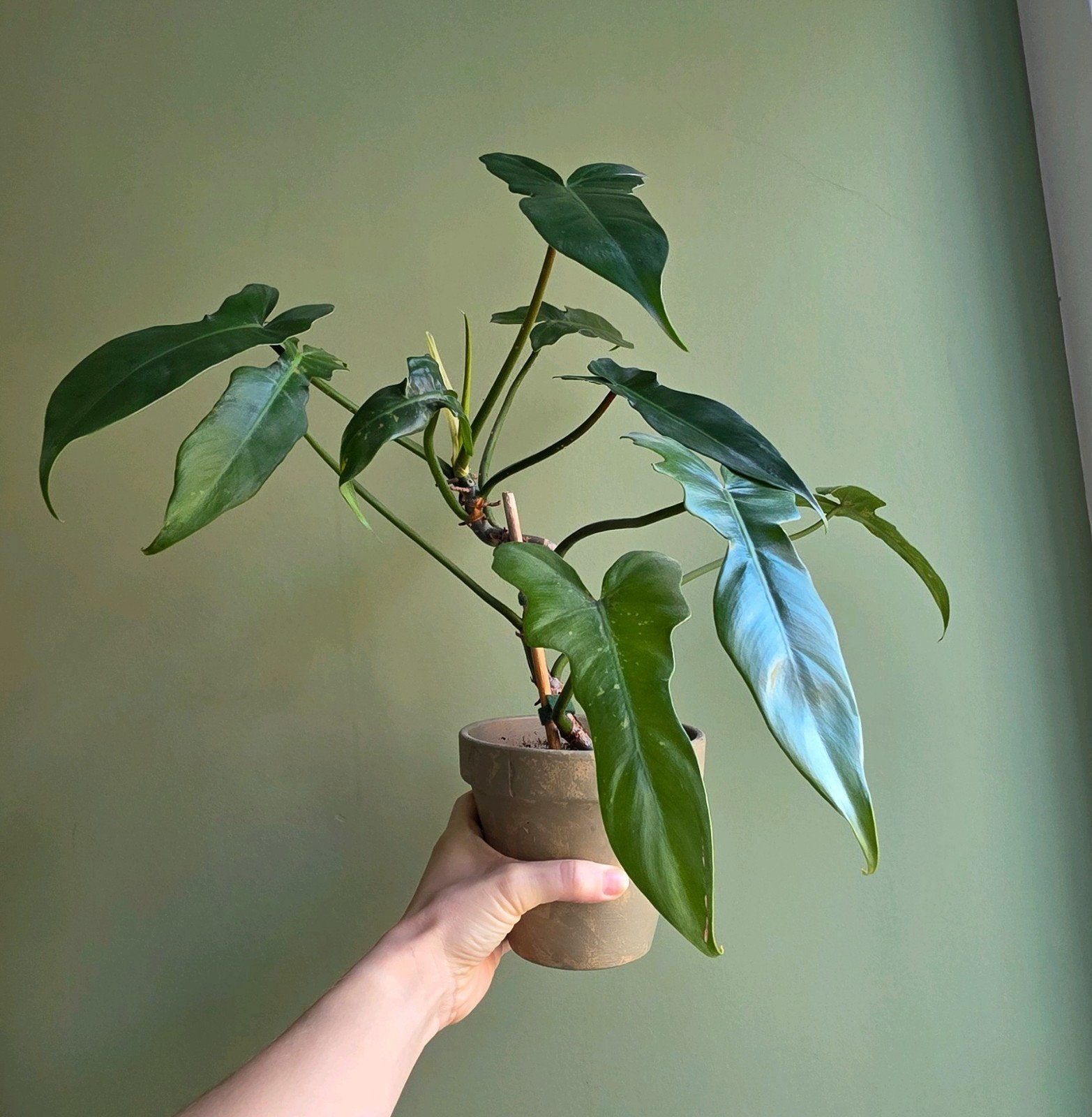Philodendron soort, Ophalen, Halfschaduw, Minder dan 100 cm