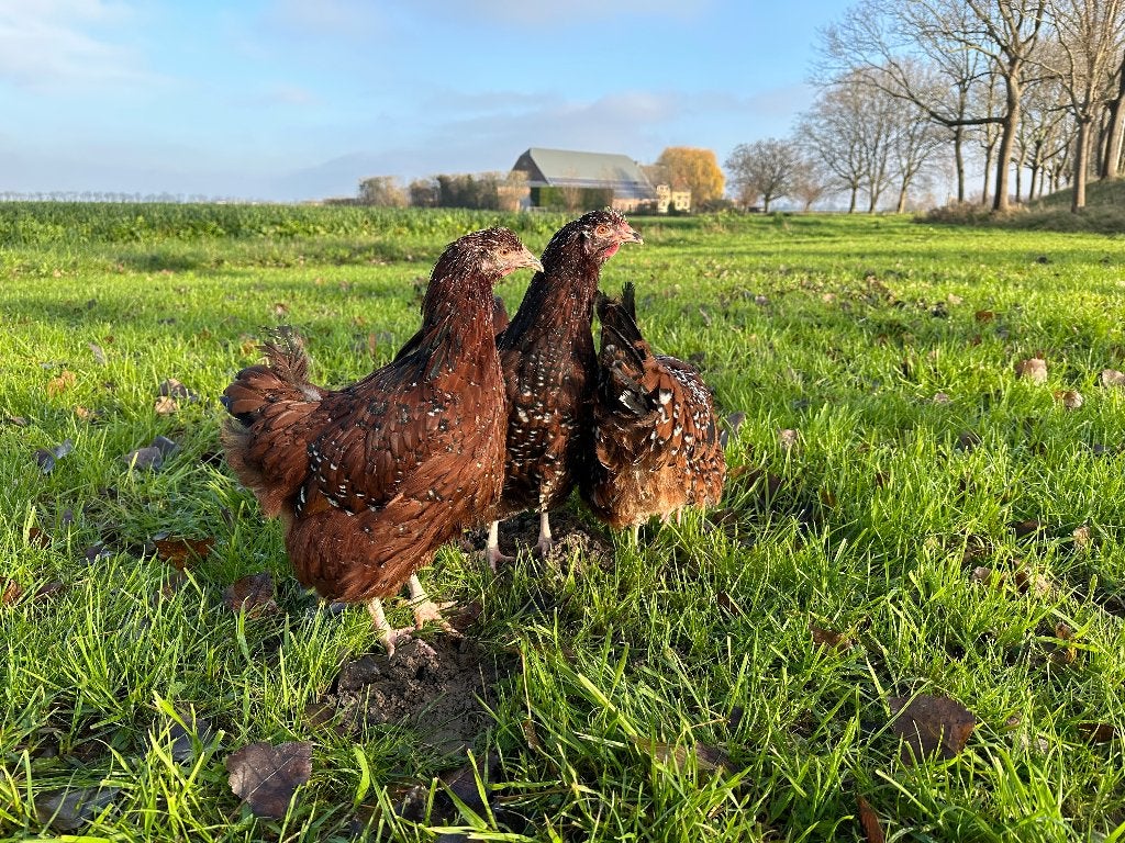 Jonge tamme Orpington kippen gesekst en ingeënt, Dieren en Toebehoren, Pluimvee, Vrouwelijk, Kip
