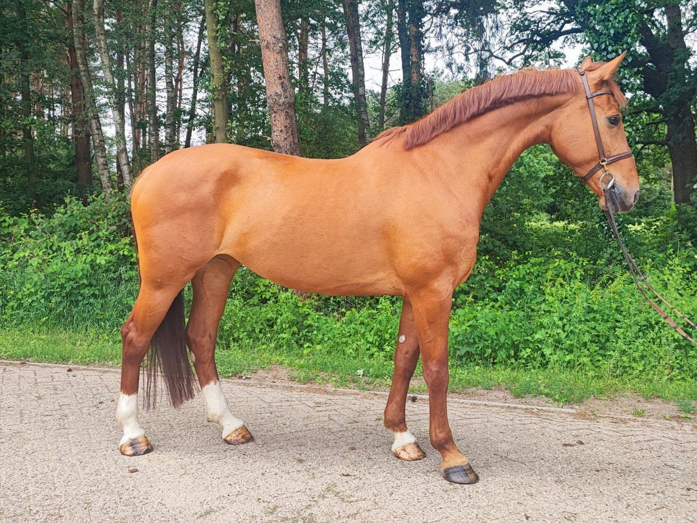 Stoere 9 jarige allround merrie, Dieren en Toebehoren, Merrie, 7 tot 10 jaar, 165 tot 170 cm, Met stamboom