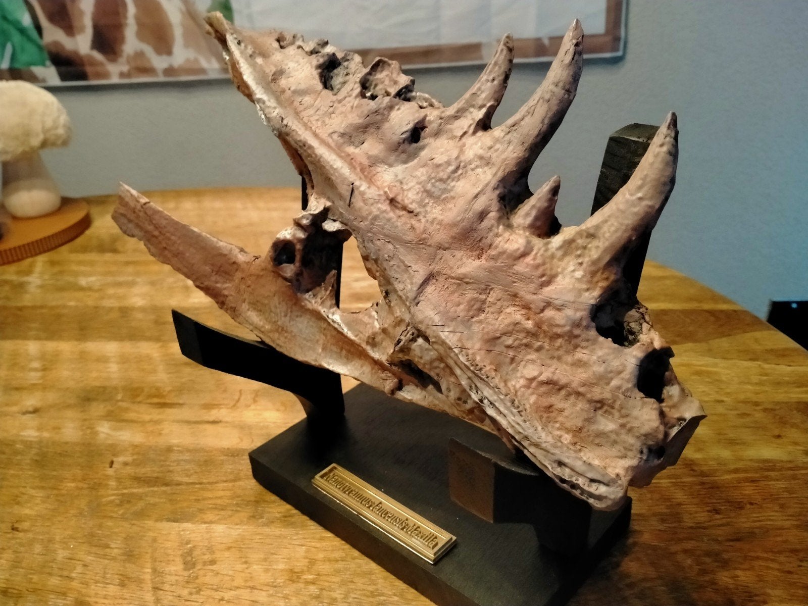 Replica Nanotyrannus saurus kaakdeel., Verzamelen, Ophalen, Fossiel