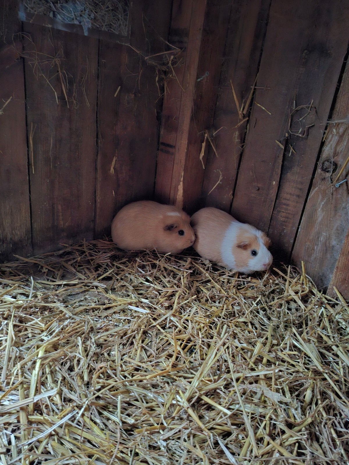 4 cavias, Dieren en Toebehoren, Juni, Meerdere dieren, Cavia