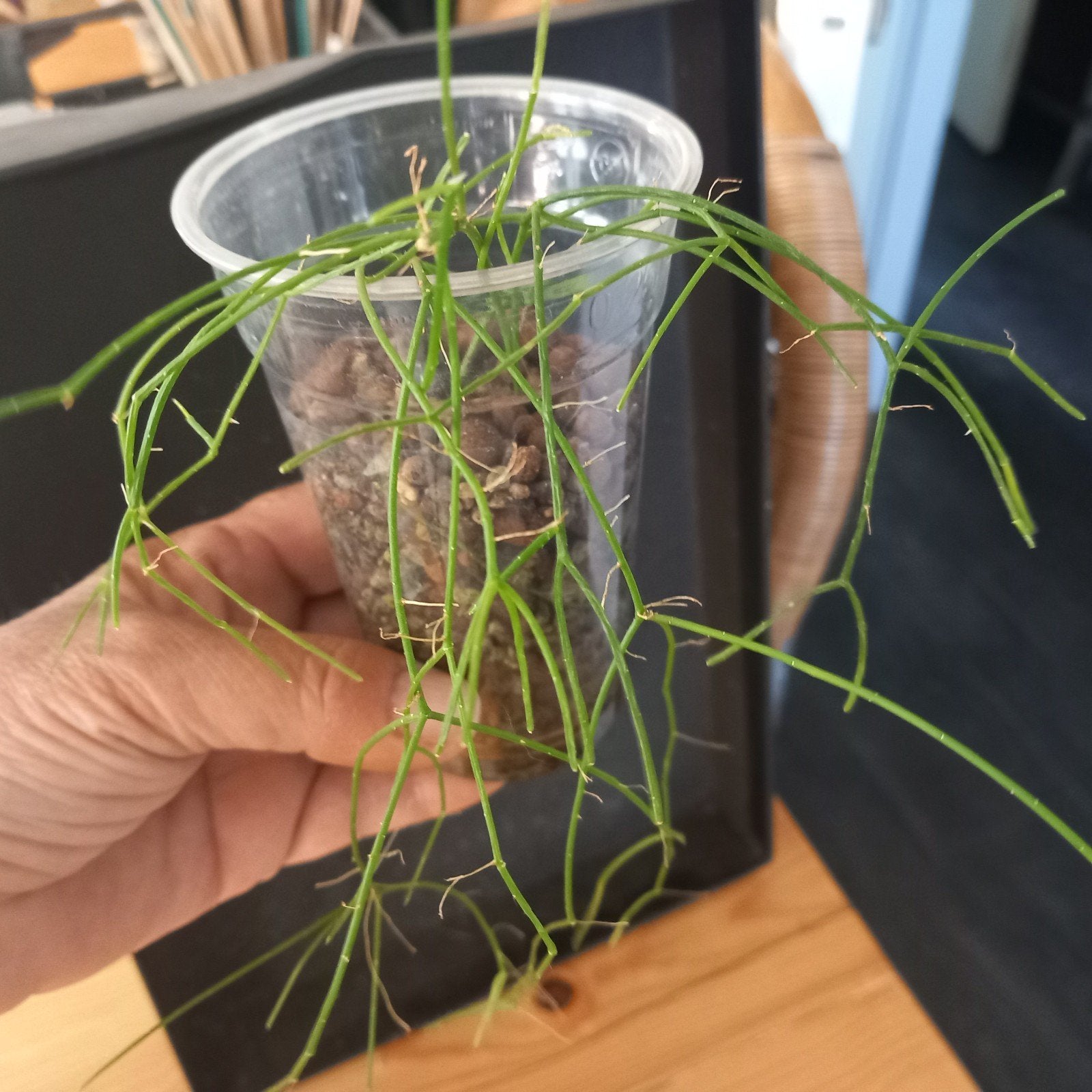 Rhipsalis nr 81, Ophalen of Verzenden, Halfschaduw, Minder dan 100 cm