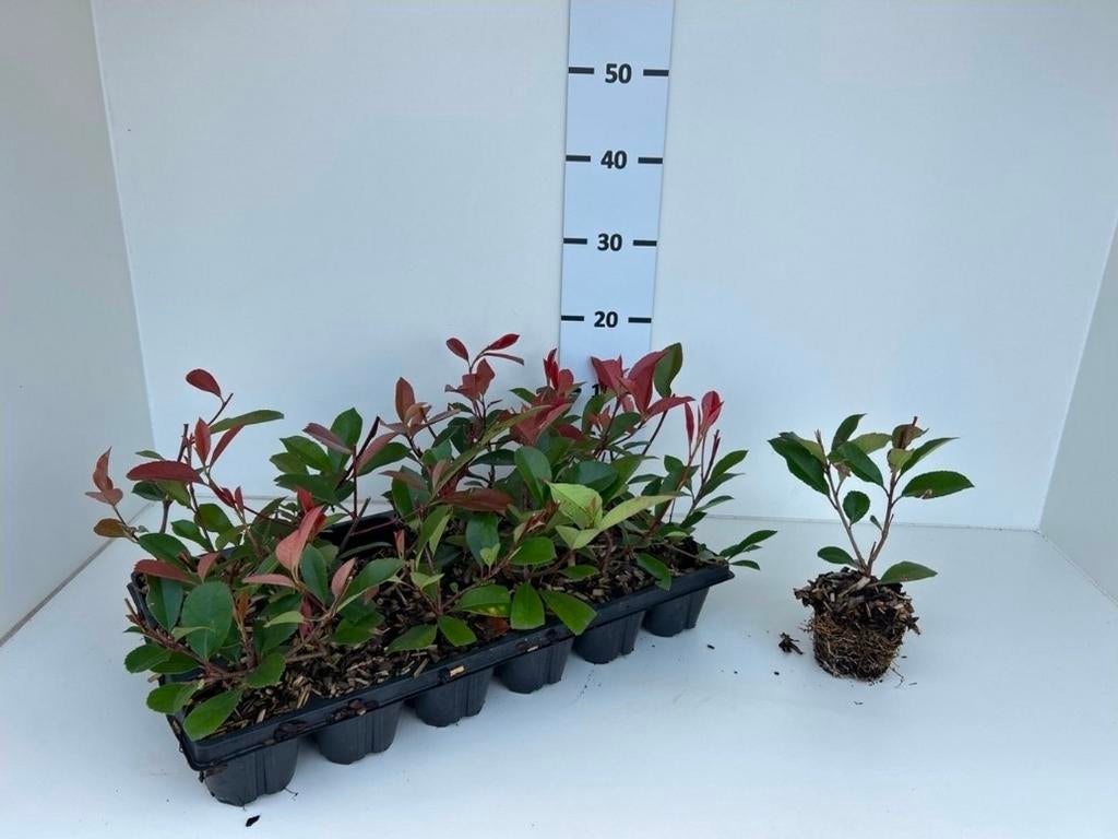 Glansmispel | Photinia 'Red Robin | Haagplant | Verzending!, Tuin en Terras, Planten | Tuinplanten, Ophalen of Verzenden