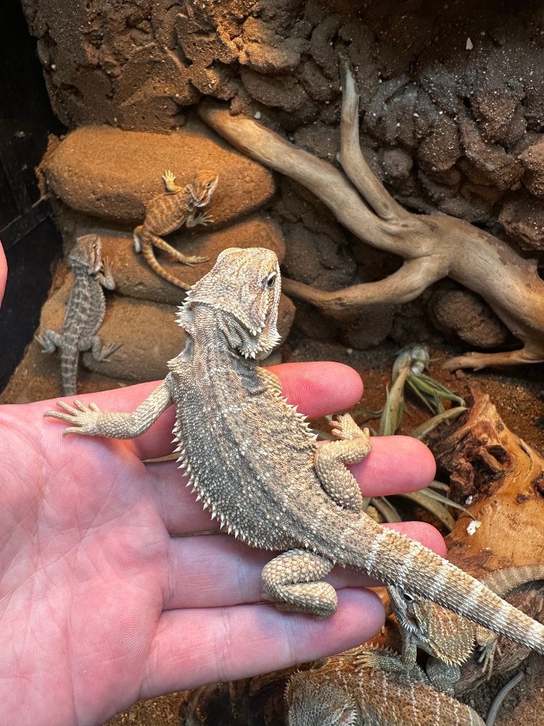 Baardagamen - Pogona vitticeps