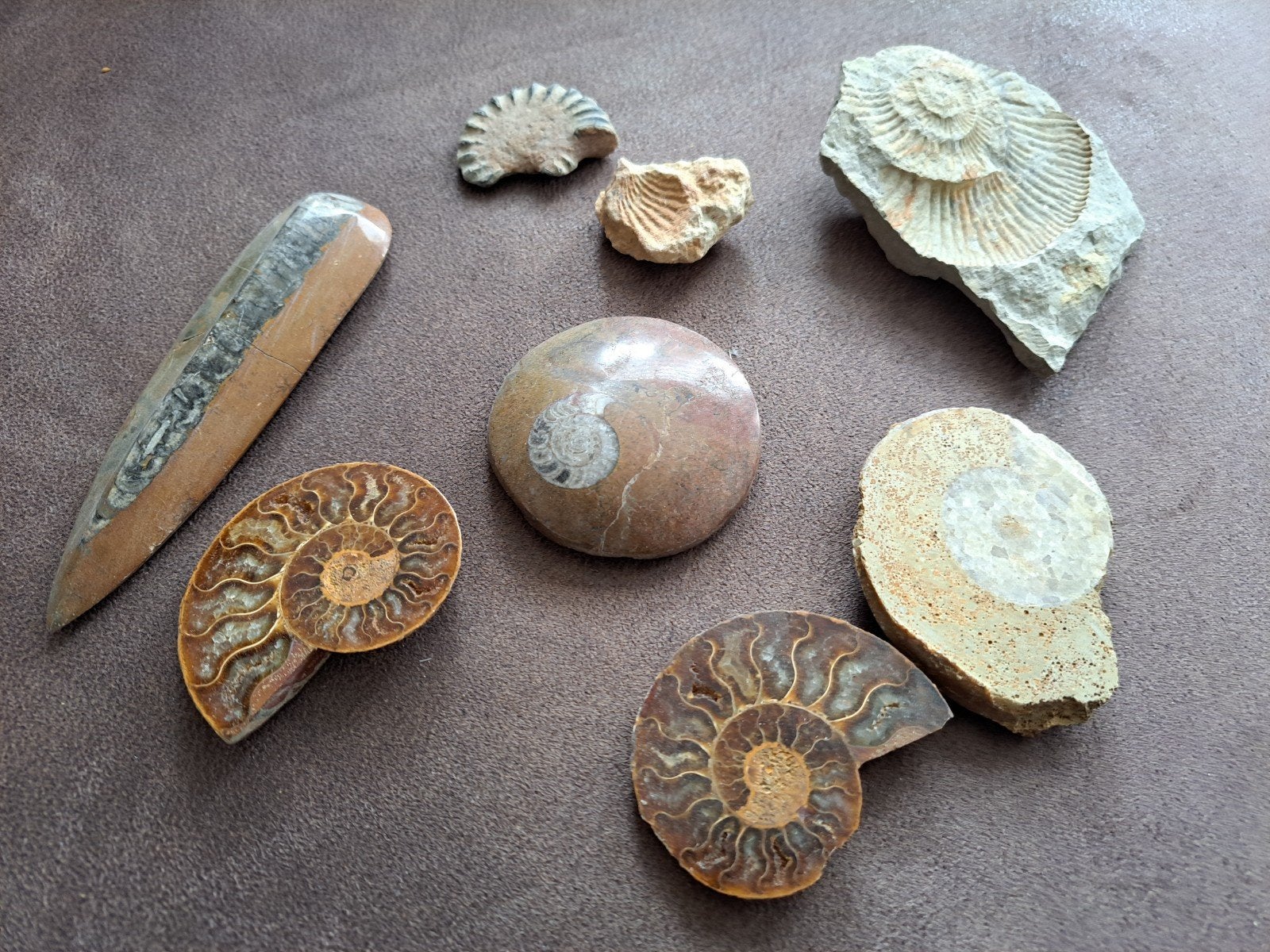 Diverse collectie fossielen: Ammonieten en Belemniet, Ophalen, Fossiel