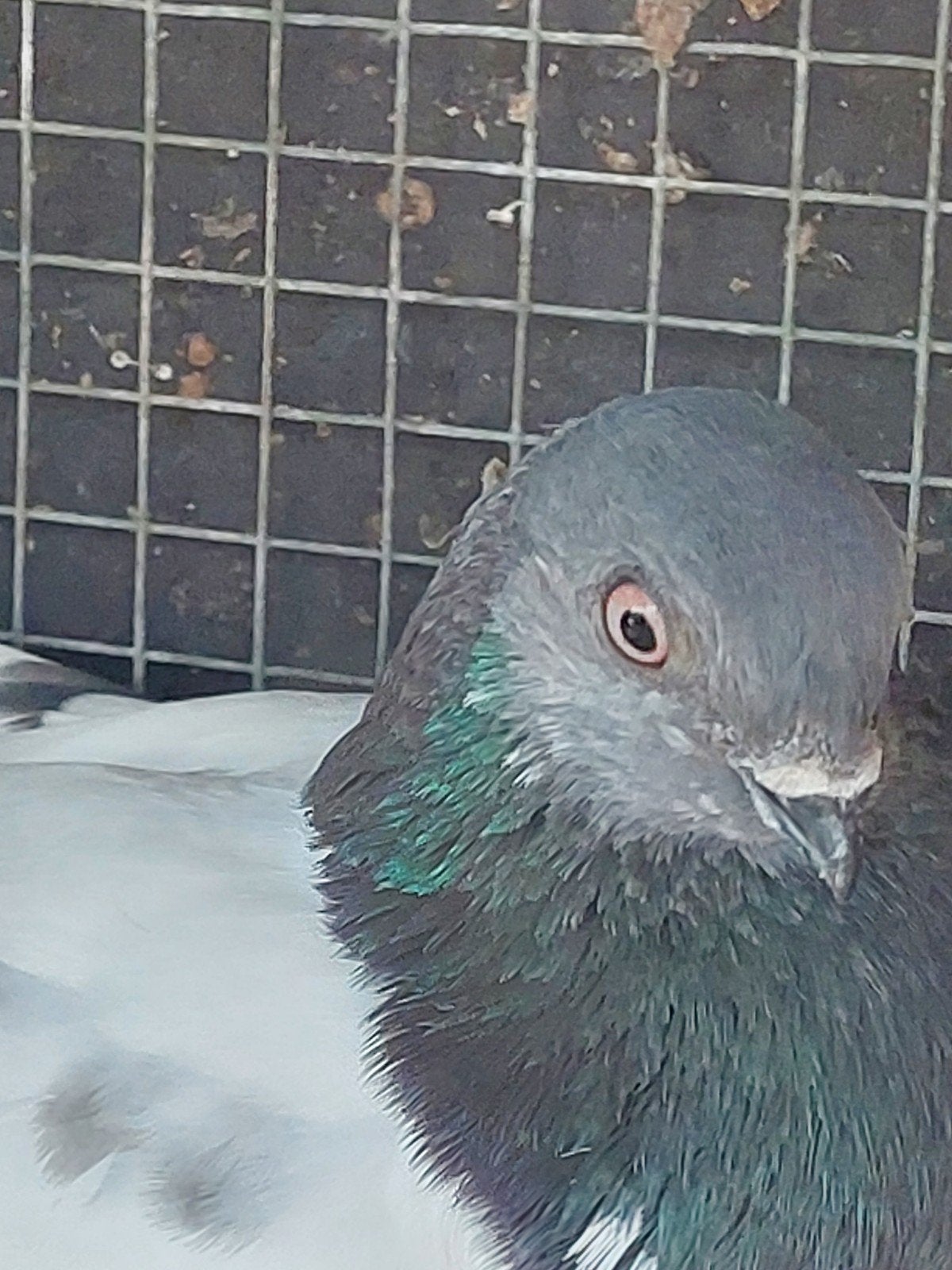 Hoogvlieger Boedapester, Dieren en Toebehoren, Vogels | Duiven, Mannelijk, Postduif