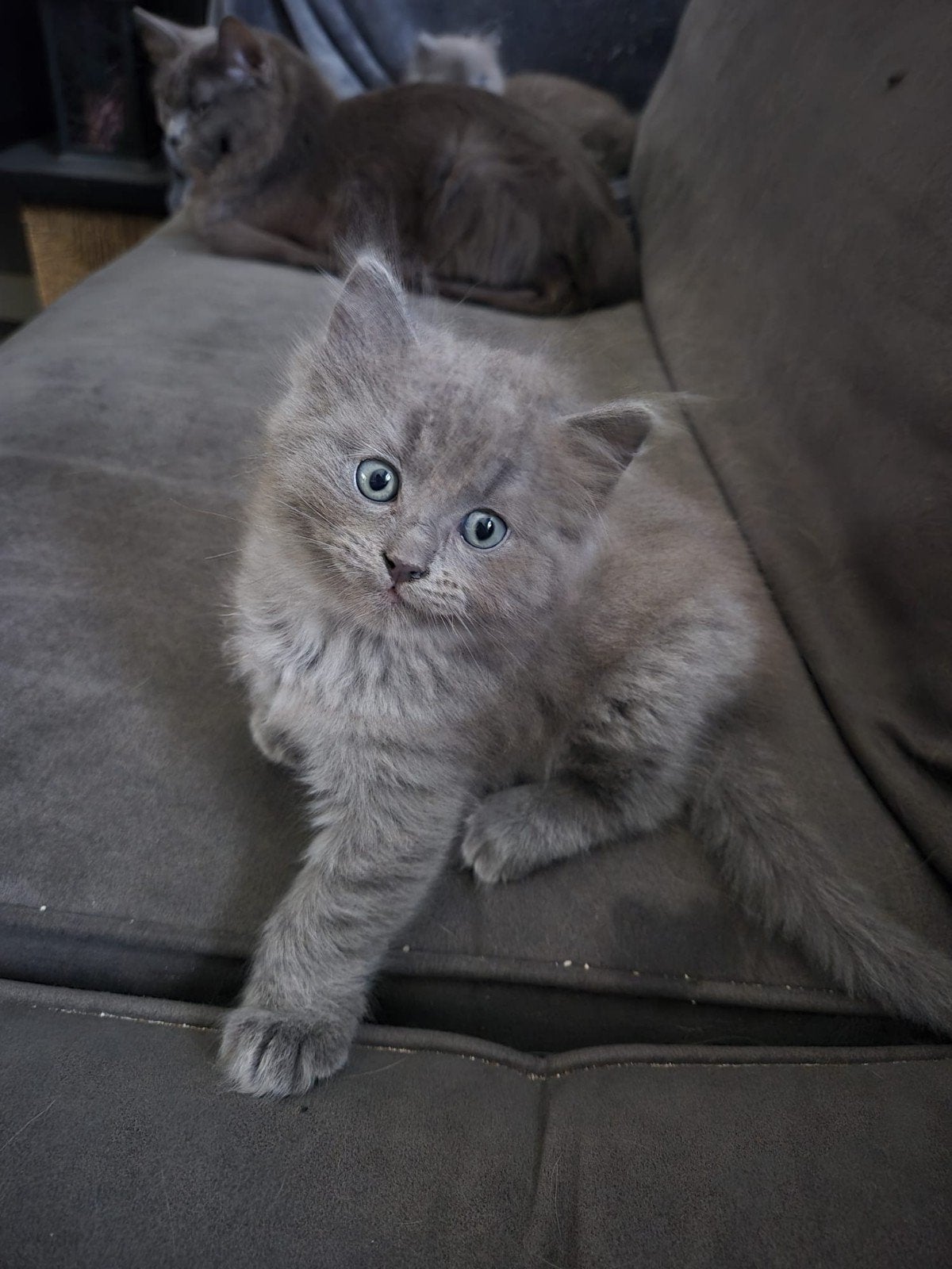 Blue Solid Ragdoll Kittens raszuiver, Meerdere dieren, Gechipt, 0 tot 2 jaar