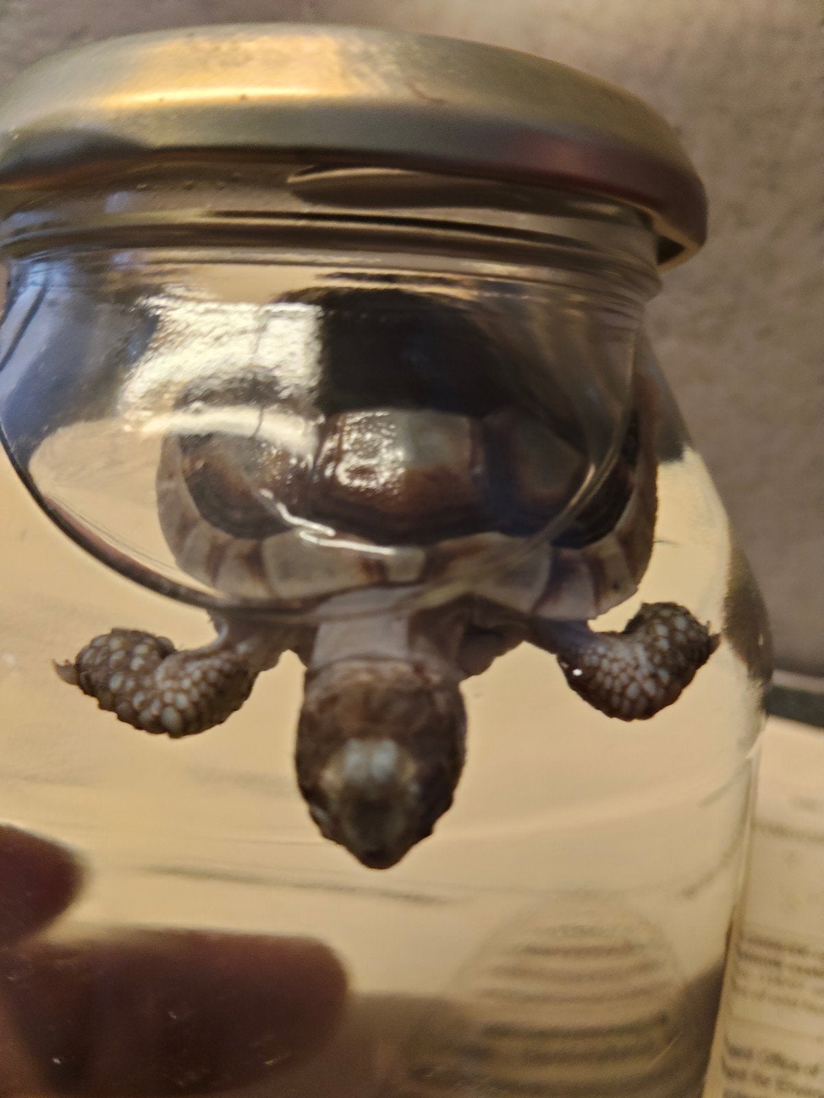 Griekse Landschildpad (Testudo marginata) op sterk water, Ophalen of Verzenden