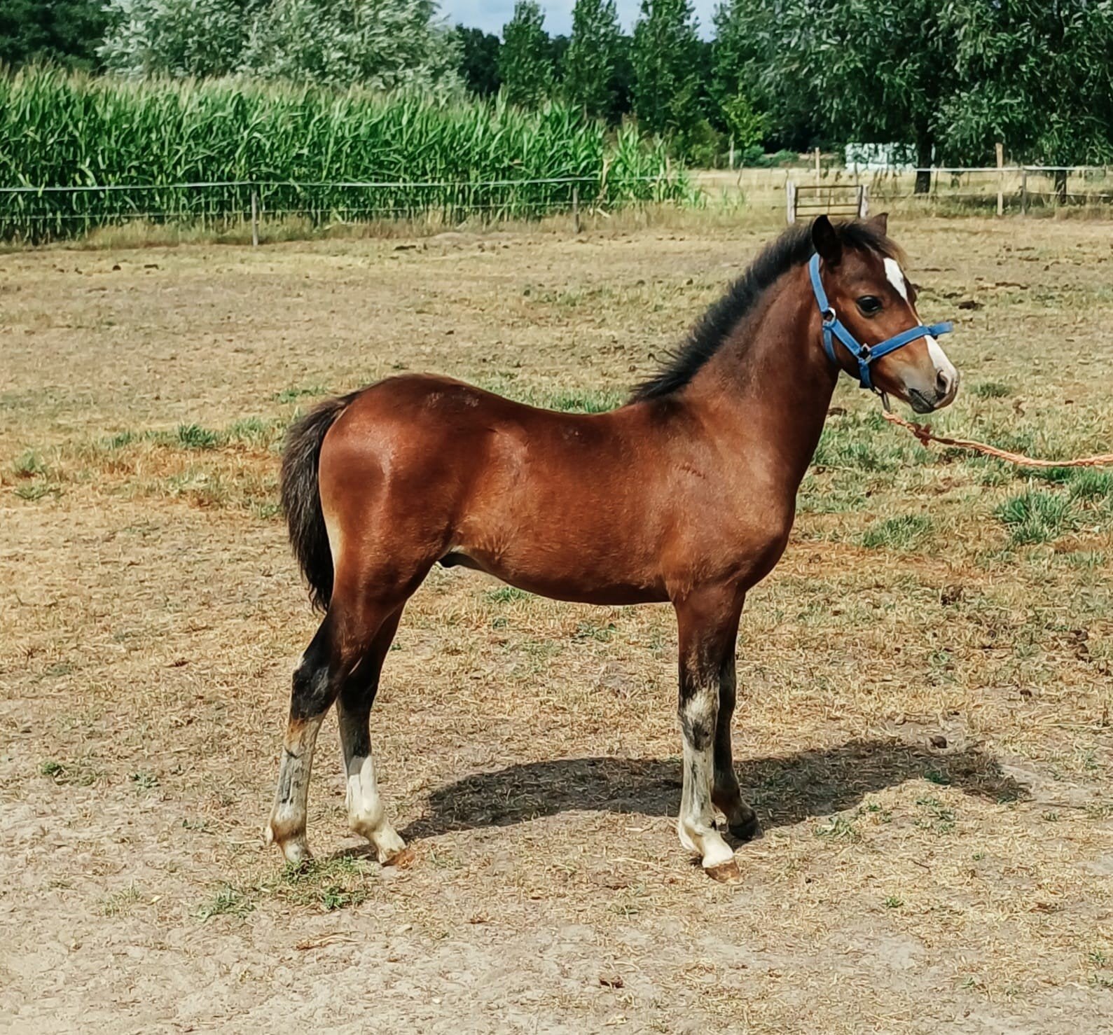 2 welsh hengstveulens en jaarling merrie  en 2 j shet merrie, Meerdere dieren, Niet van toepassing, A pony (tot 1.17m), 0 tot 2 jaar