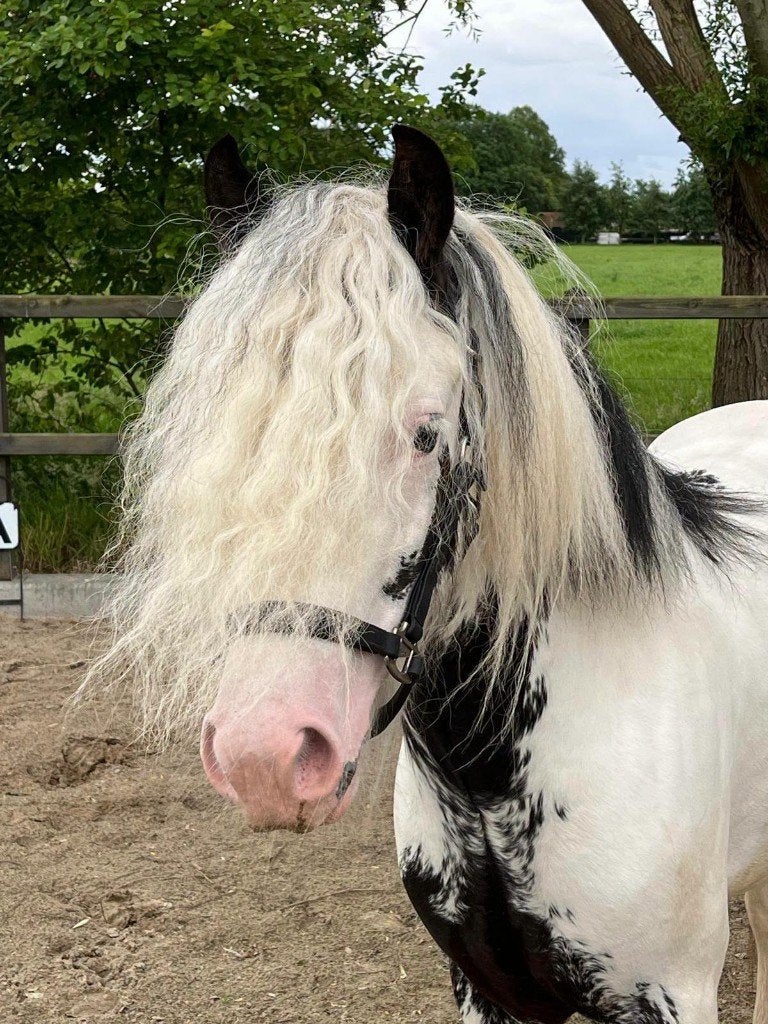 3-jarige Irish Cob ruin | PSSM1 vrij | 5-sterrenhuis gezocht, Minder dan 160 cm, Met stamboom, Ruin, Zadelmak
