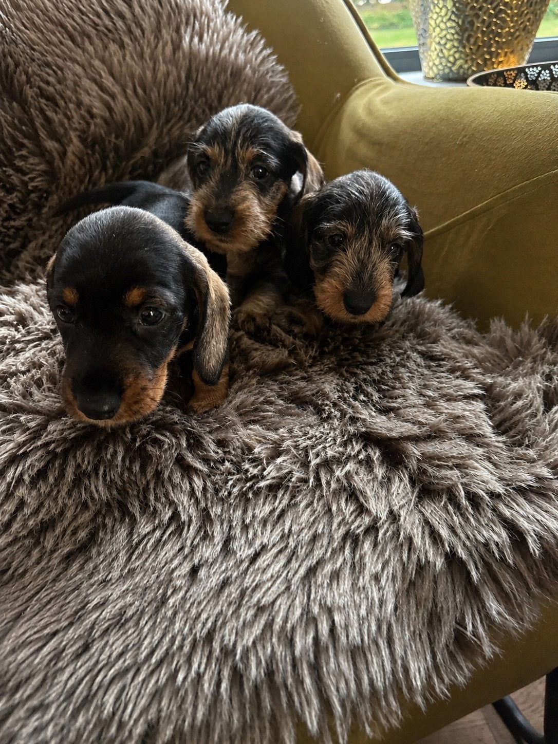 Ruwharige Teckelpups 2 teefjes & 1 reutje ( gevlekt, dapple), Dieren en Toebehoren, Standaard, 8 tot 15 weken, Parvo, Meerdere