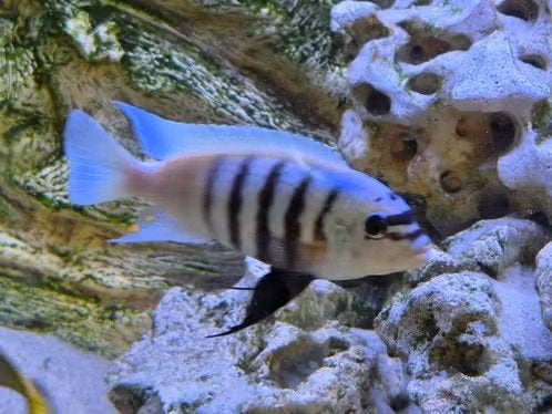 volwassen malawi cichliden, Dieren en Toebehoren, Vissen | Aquariumvissen, Vis, Zoetwatervis