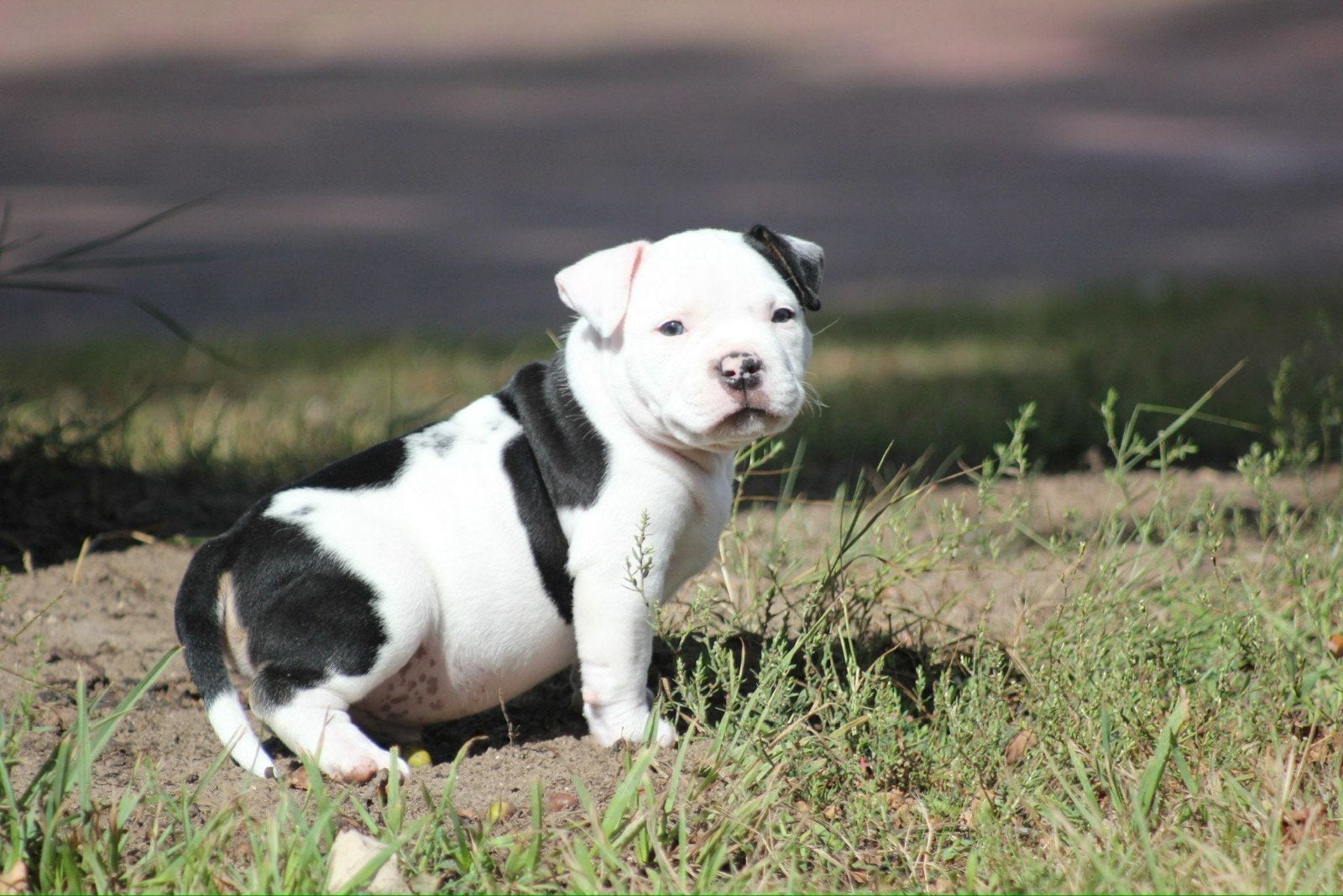 american bully pup met ABKC stamboom, 8 tot 15 weken, Parvo, Eén hond, Nederland