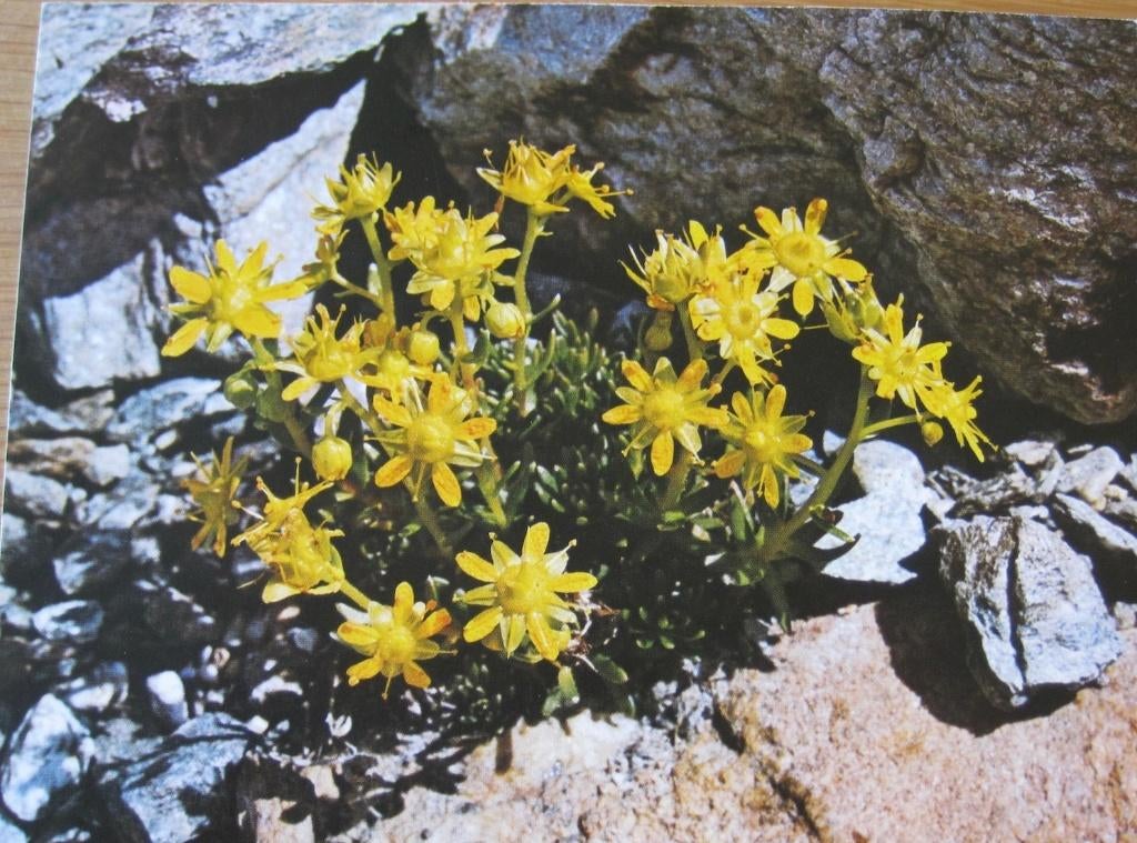 Gele bergsteenbreek (saxifraga) op nieuwe ansichtkaart, Verzamelen, Verzenden, 1980 tot heden, Ongelopen, Natuur