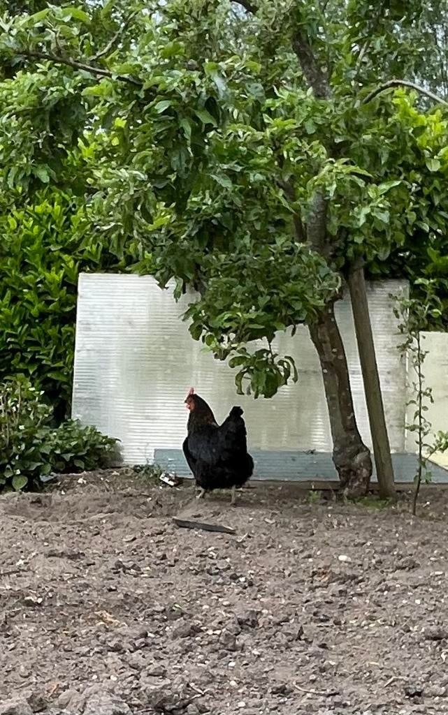 2 zwarte/ donkerbruine legkippen, Dieren en Toebehoren, Pluimvee, Vrouwelijk, Kip