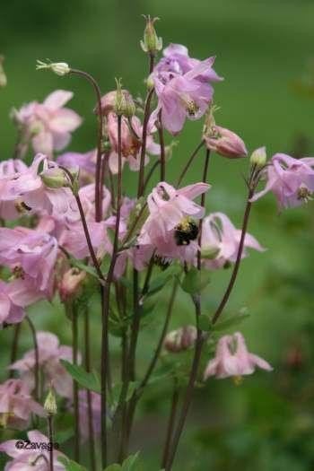 Uit de biologische moestuin: Akelei, roze, zaden, Ophalen of Verzenden, Najaar, Halfschaduw, Zaad