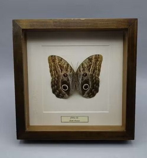 Calligo vlinder in walnotenlijst – 24,5 cm, Verzamelen, Ophalen of Verzenden, Zo goed als nieuw, Insect, Opgezet dier