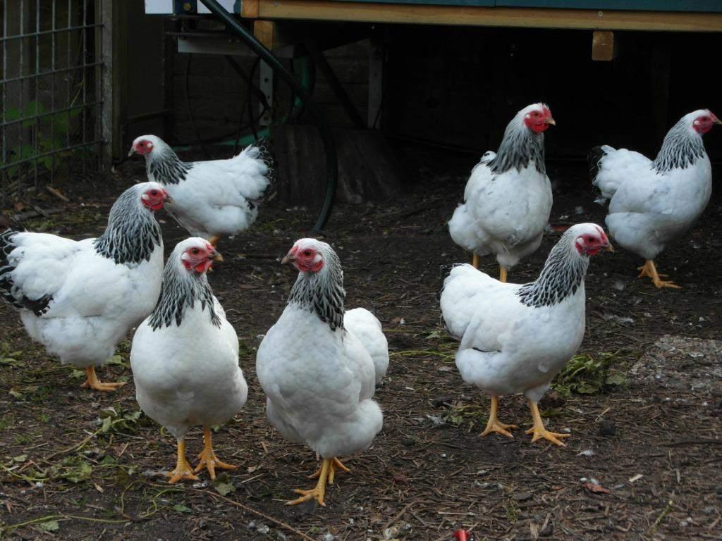Wyandotte krielkippen, Dieren en Toebehoren, Pluimvee, Vrouwelijk, Kip