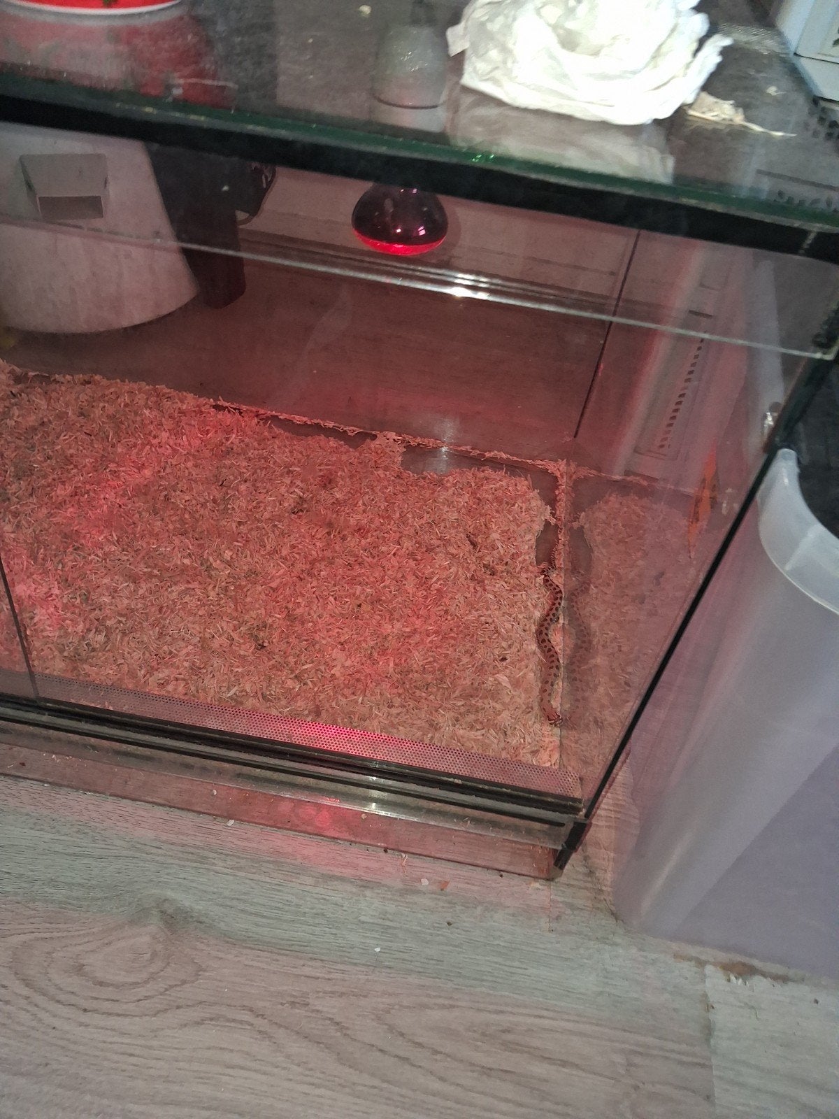 haakneus met terrarium en reserve lamp Hognose Snake photo 6