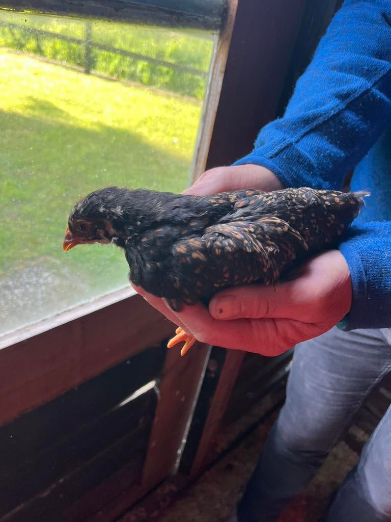 Barnevelder kriel kuikens ( ws haantjes), Dieren en Toebehoren, Pluimvee, Geslacht onbekend, Kip